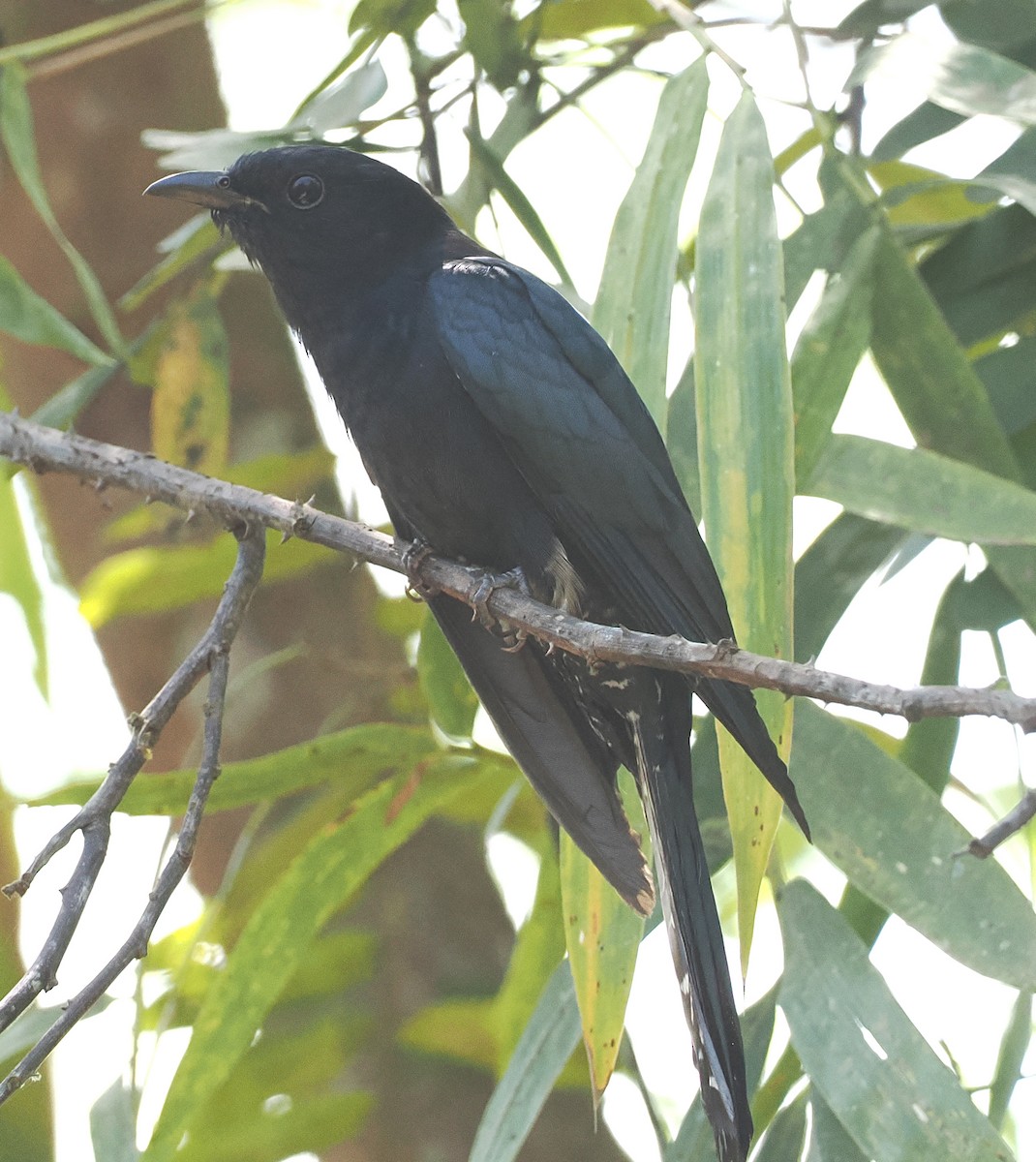 Square-tailed Drongo-Cuckoo - ML648984767