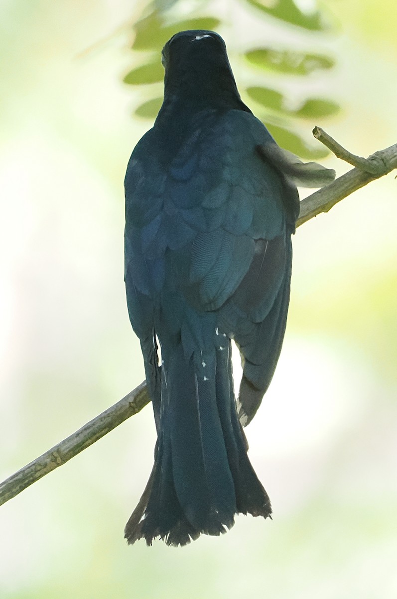 Square-tailed Drongo-Cuckoo - ML648984768