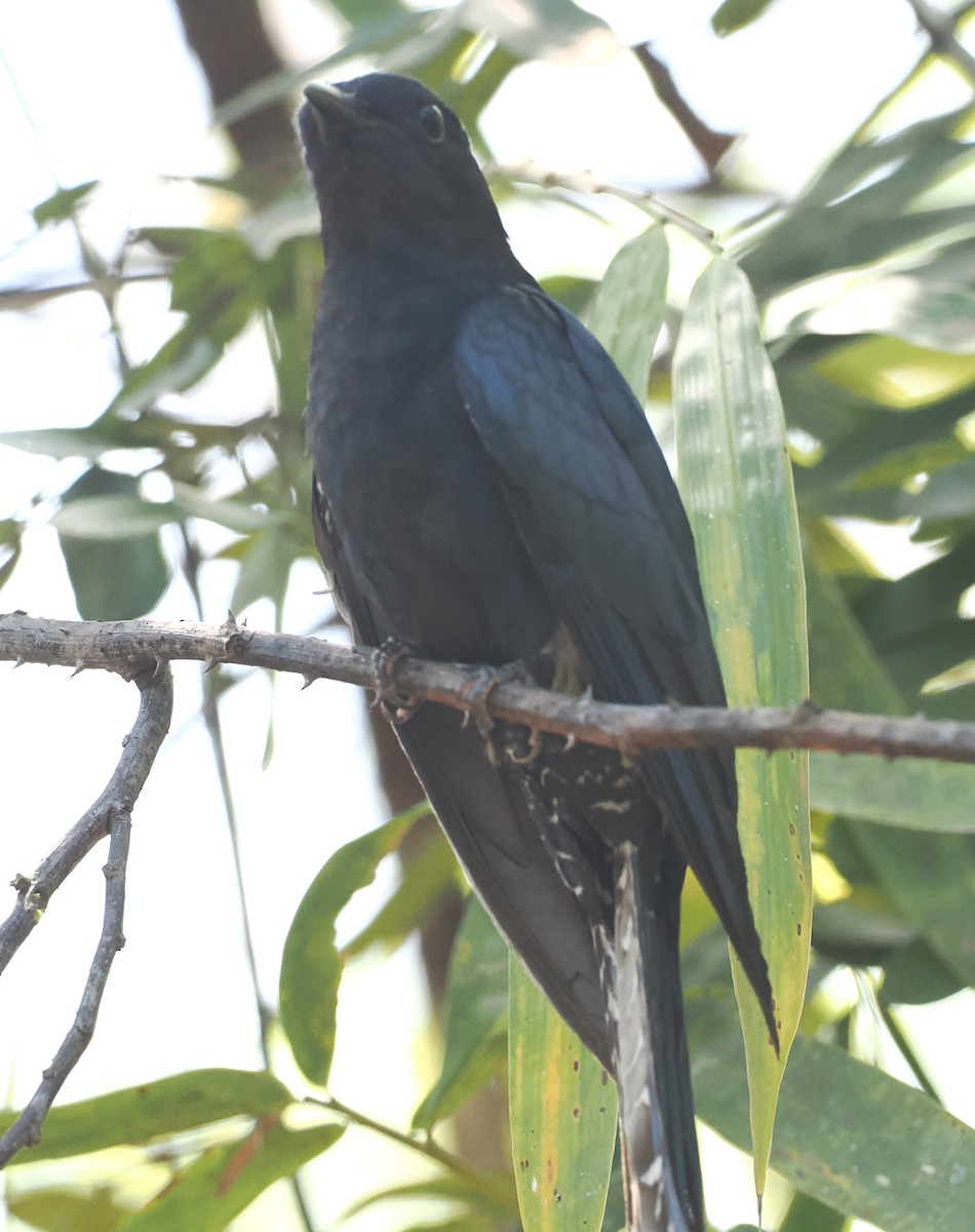 Square-tailed Drongo-Cuckoo - ML648984769