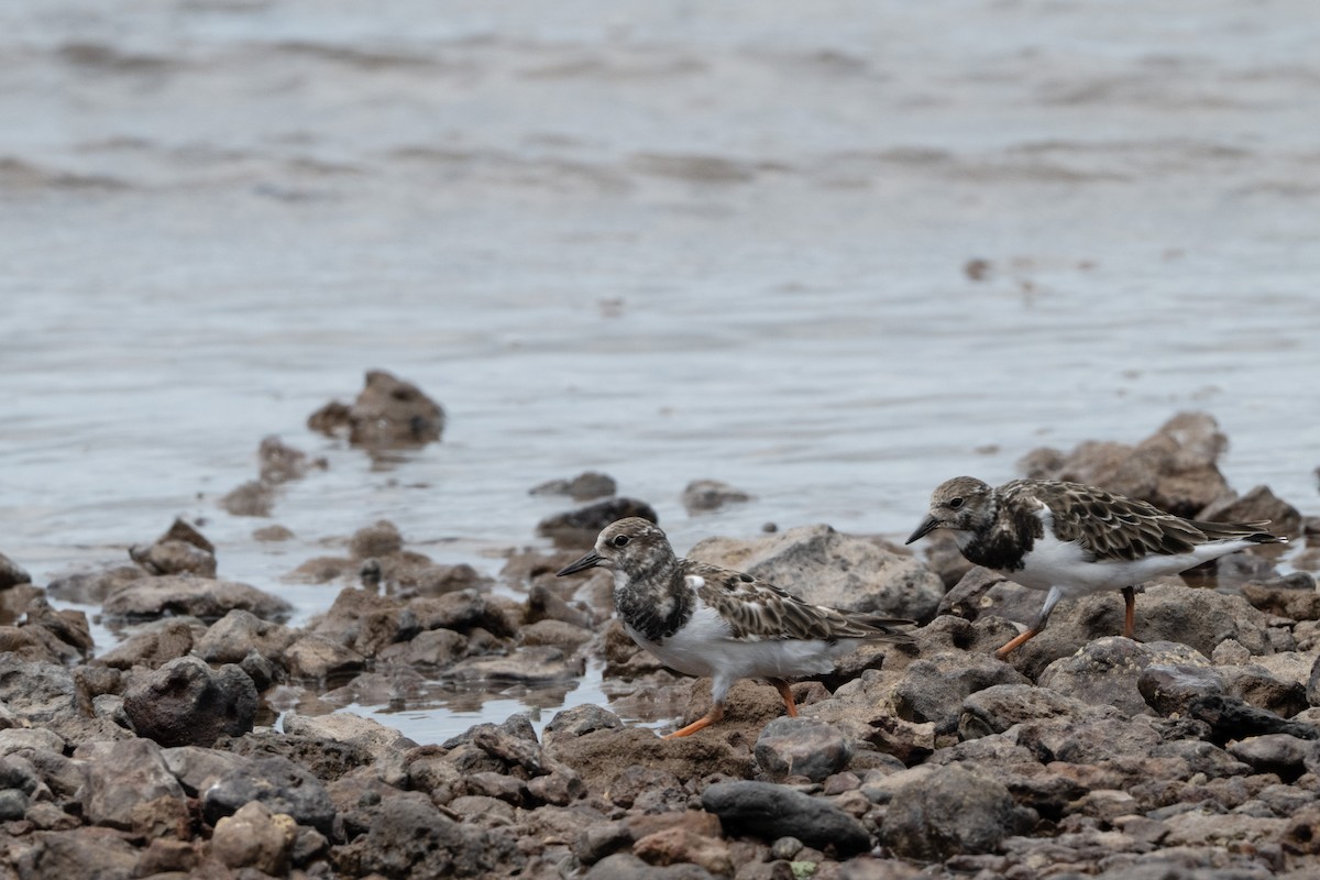ארנריה אדמונית - ML648984770