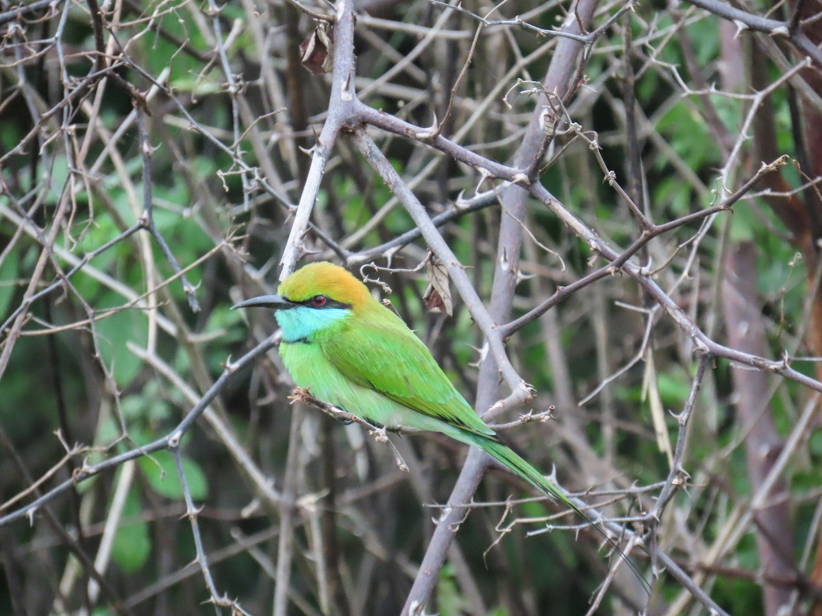 שרקרק חום כיפה - ML648984771