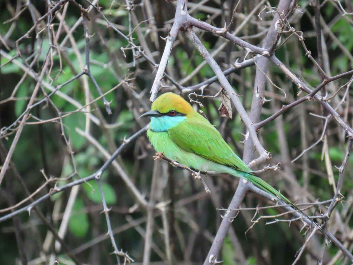 שרקרק חום כיפה - ML648984773