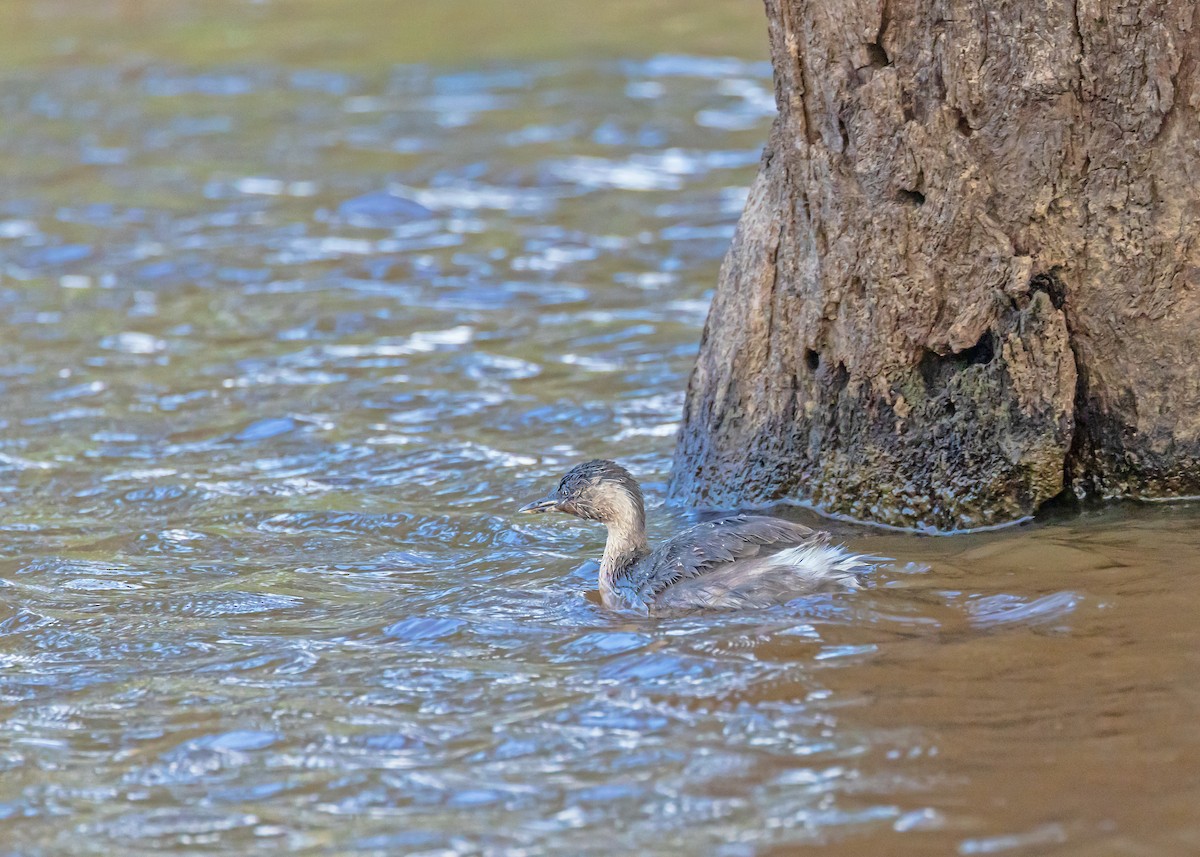 Hoary-headed Grebe - ML648984774