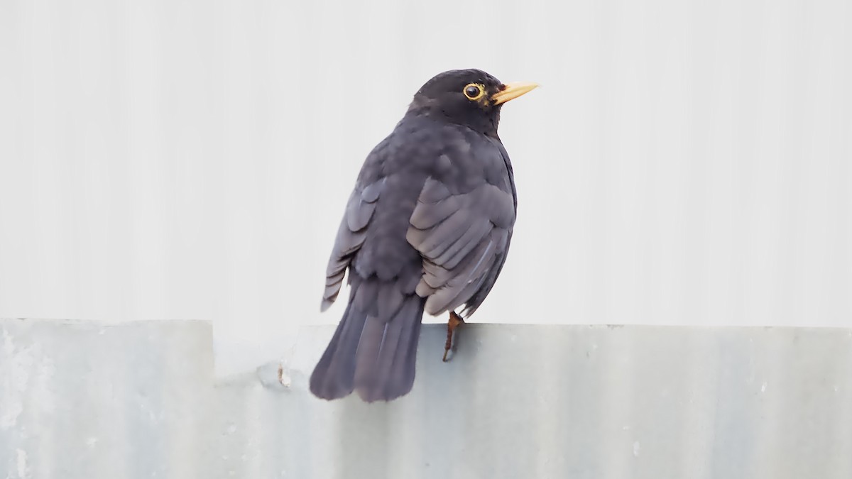 שחרור - ML648984775