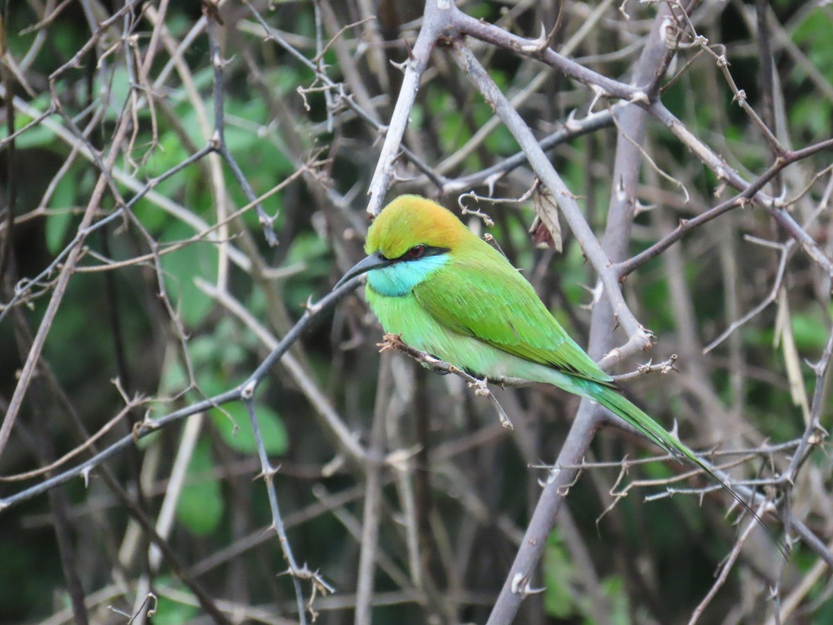 שרקרק חום כיפה - ML648984776