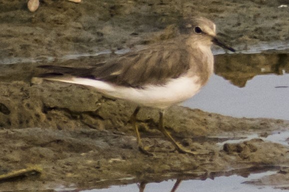 חופית טמינק - ML648984777