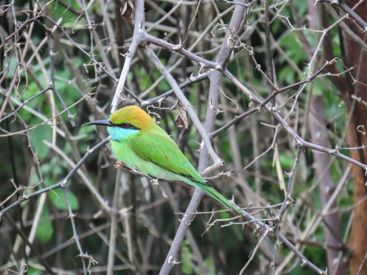 שרקרק חום כיפה - ML648984778