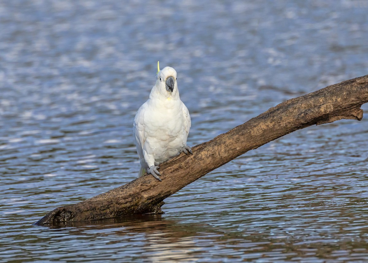 Sulphur-crested Cockatoo - ML648984780