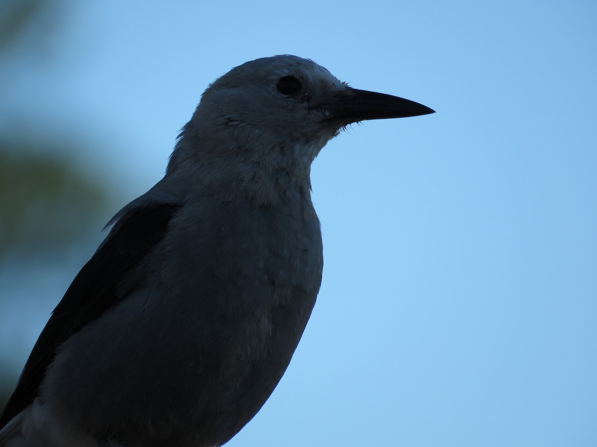 Clark's Nutcracker - ML64898481