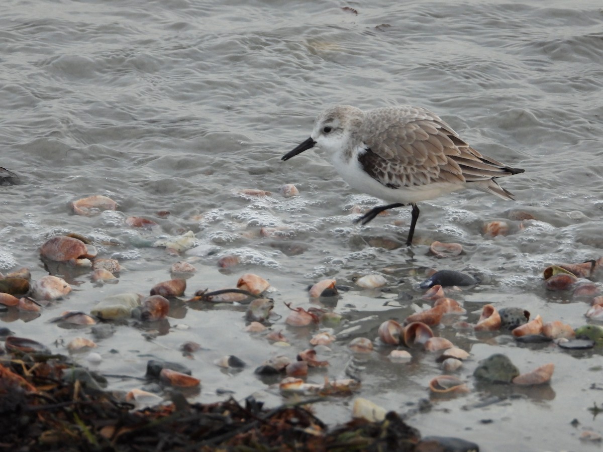 Sanderling - Tom Marsan-Ryan