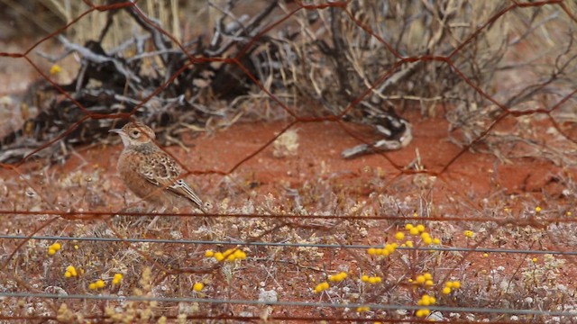 Spike-heeled Lark - ML648984858