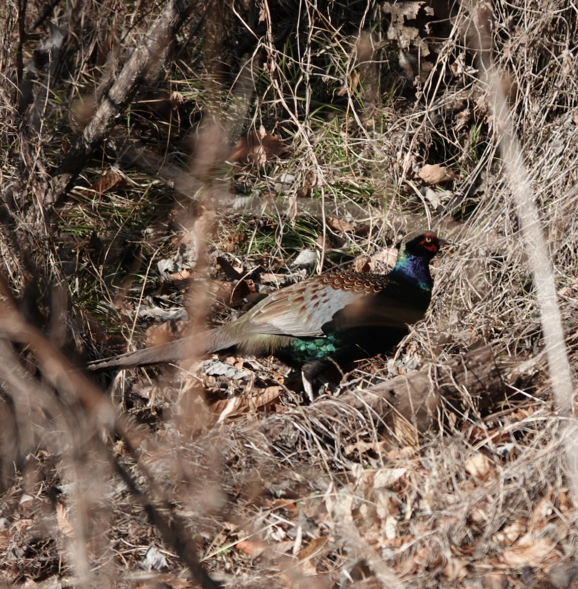 Buntfasan - ML648985167