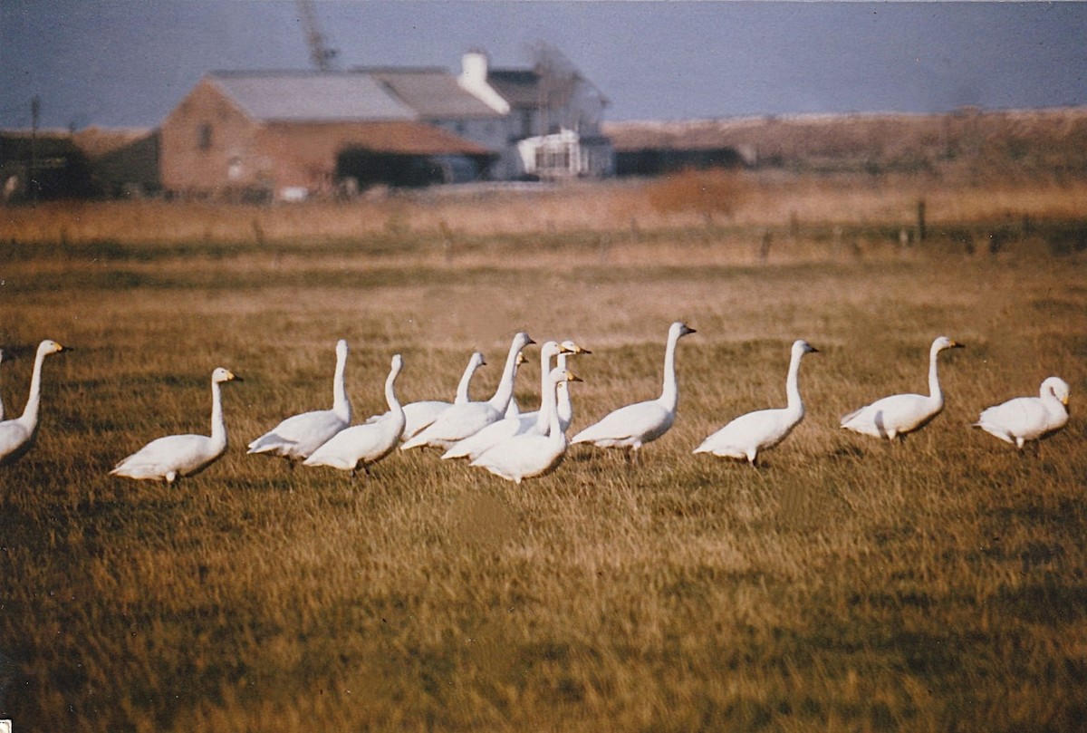 Tundra Swan - ML648985264
