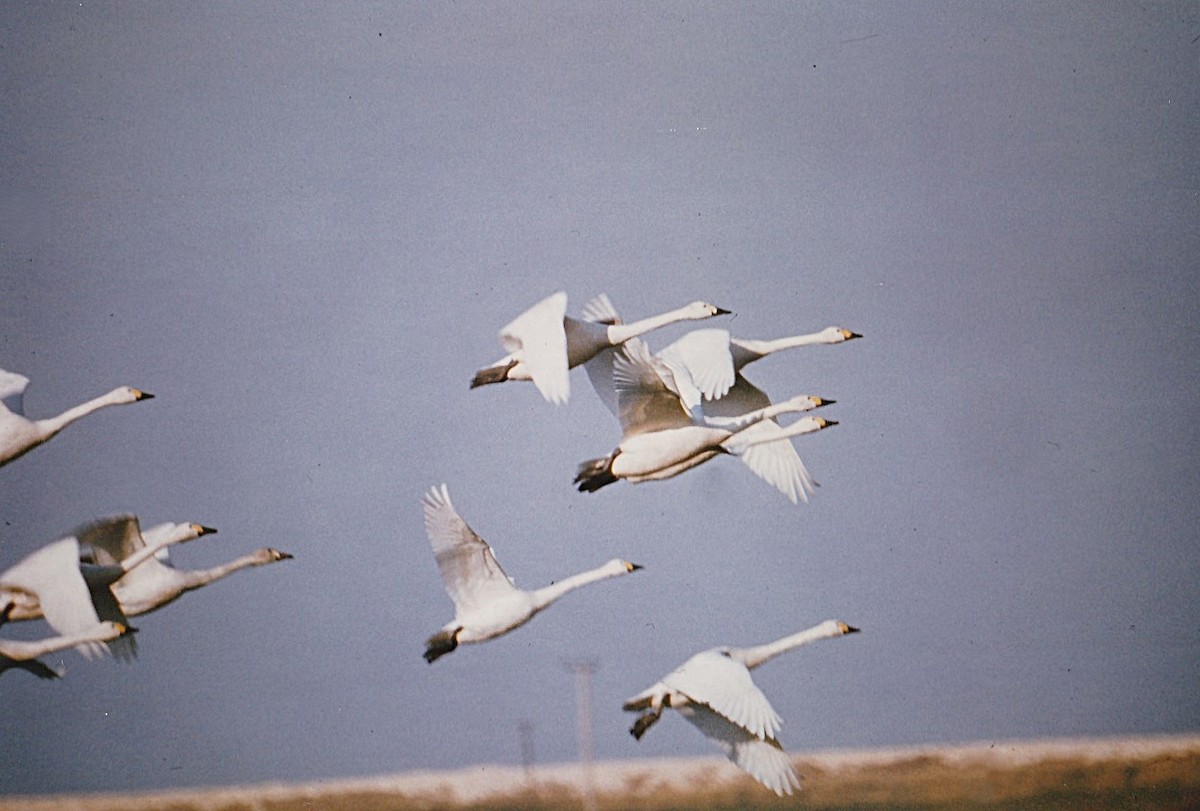 Tundra Swan - ML648985267