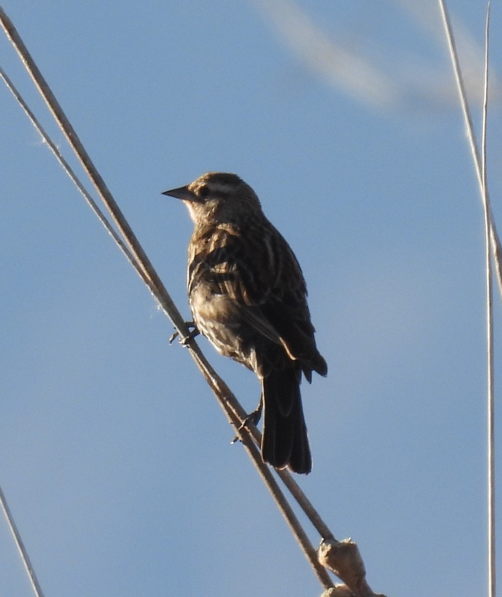 Red-winged Blackbird - ML648985356