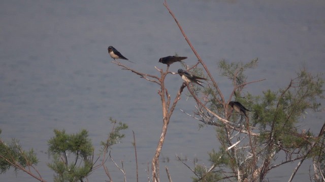 Rondine - ML648985475