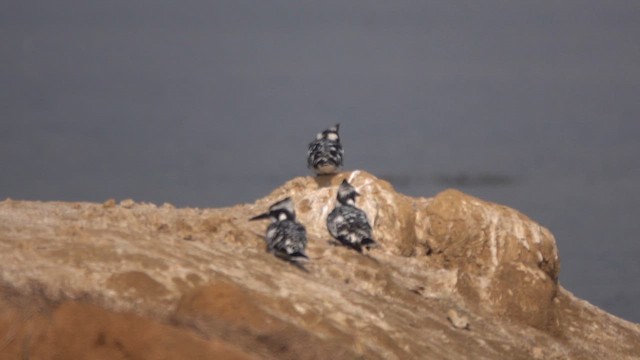 Martin pescatore bianconero - ML648985667