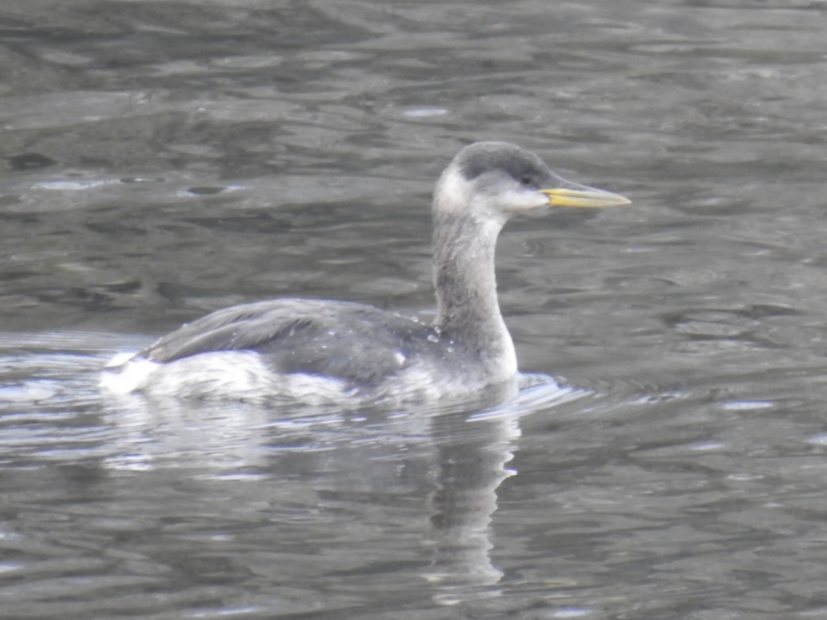 Red-necked Grebe - ML648985681