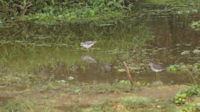 Albastrello - ML648985826