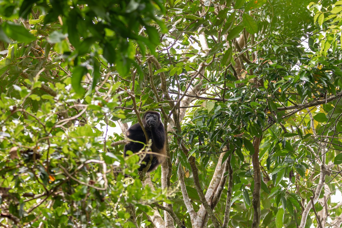 Golden Mantled Howler Monkey - ML648985827