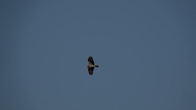 Falco pescatore - ML648985968