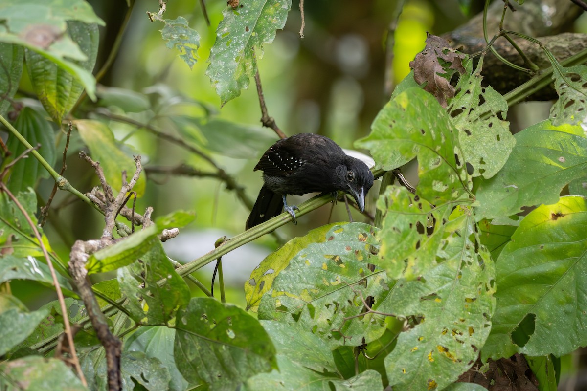 Black-hooded Antshrike - ML648985997