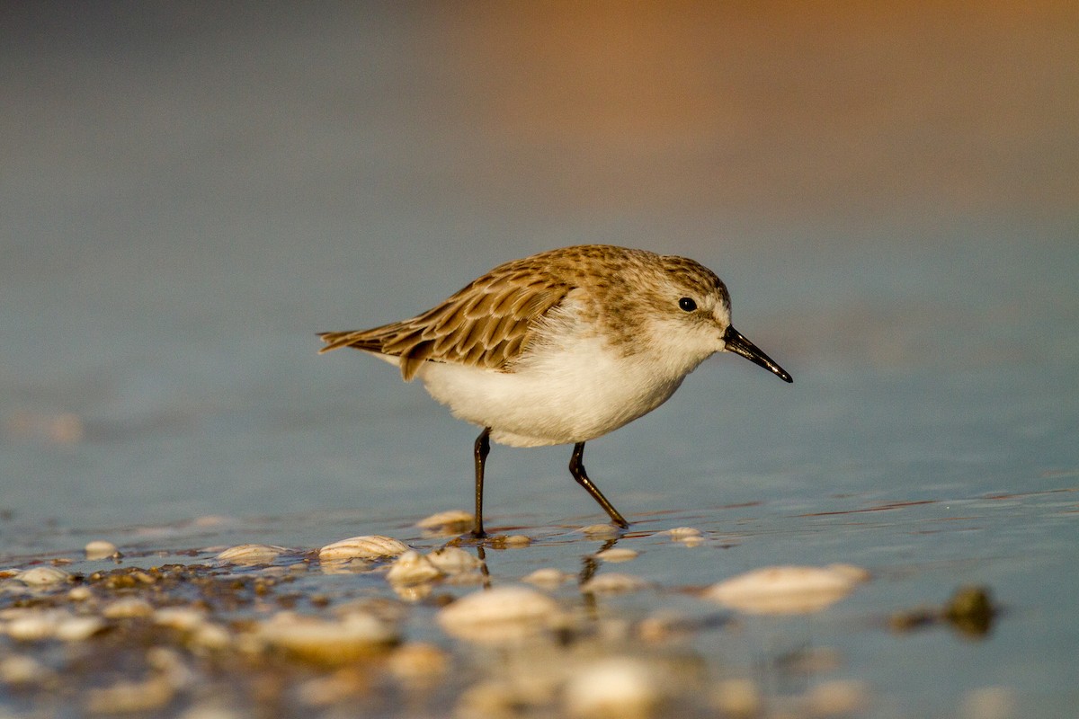 Кулик-воробей - ML648986114