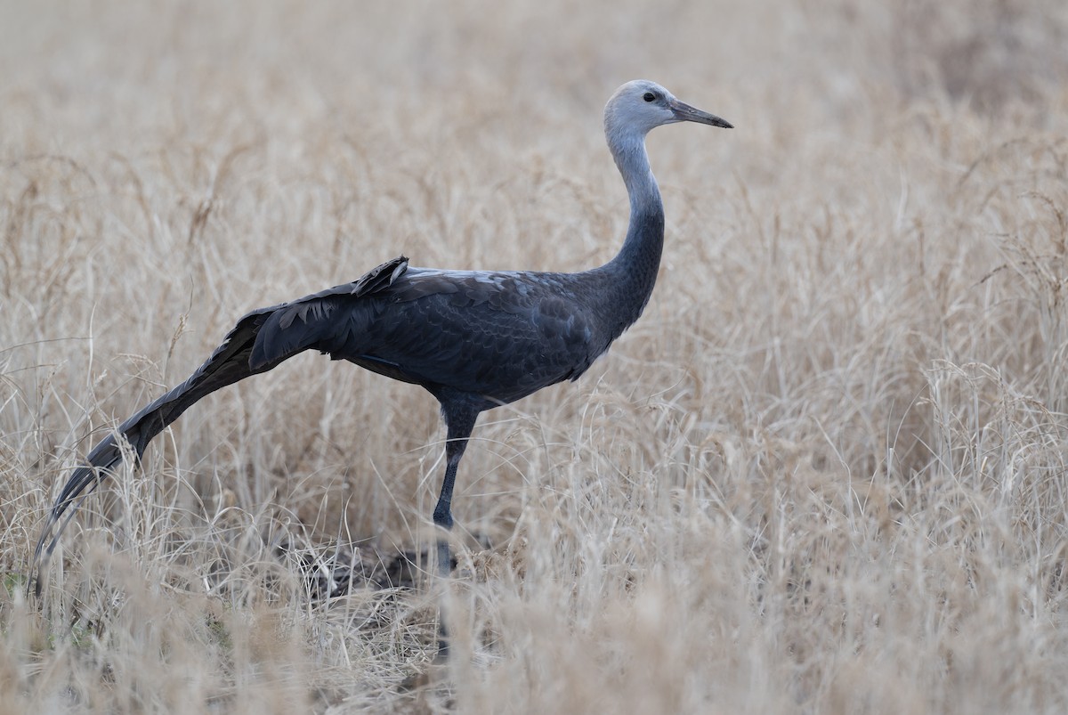 Hooded Crane - ML648986269