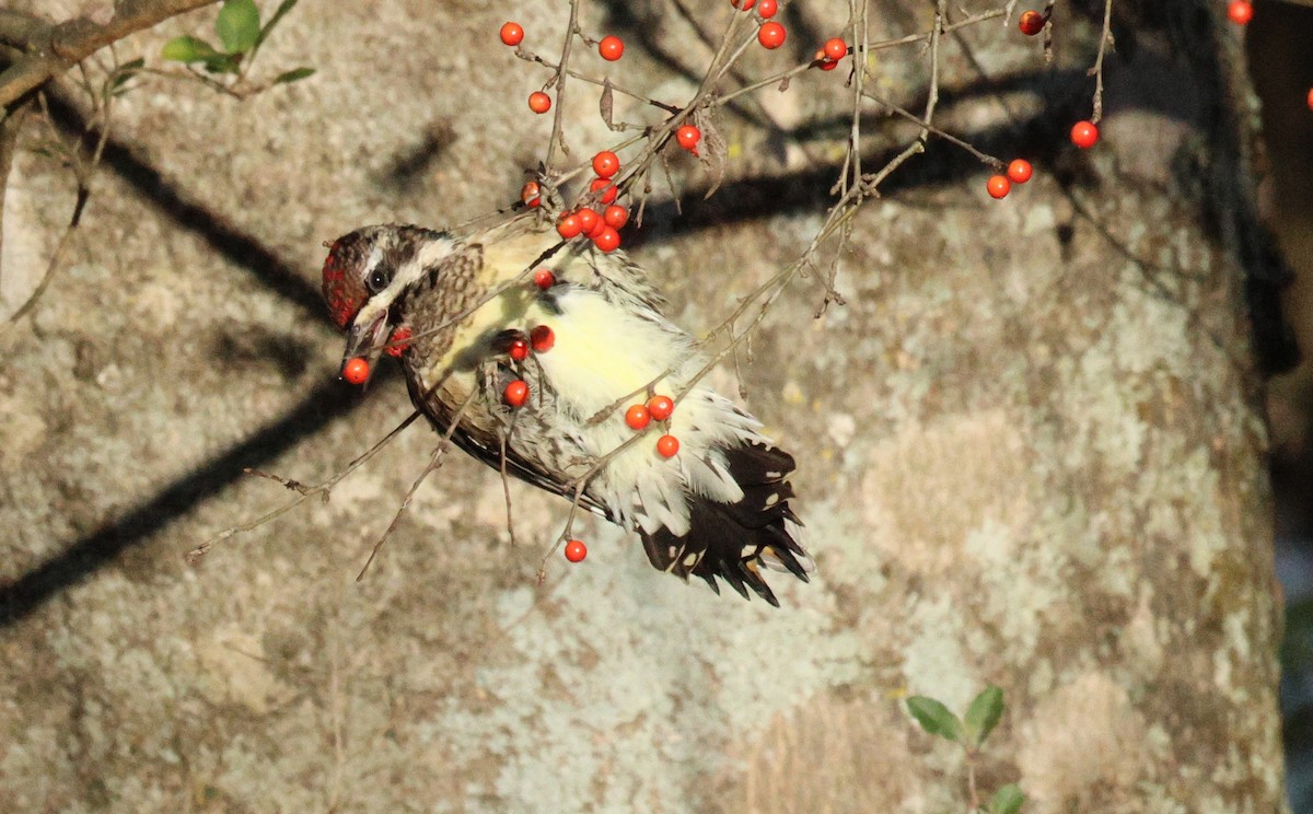 Yellow-bellied Sapsucker - ML648986271