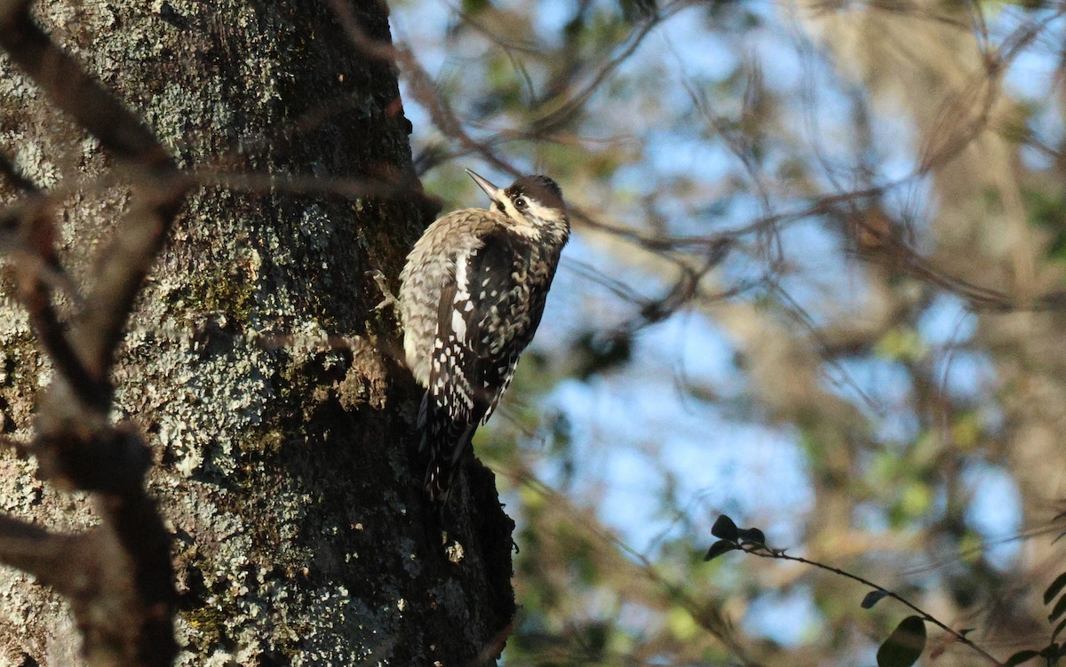 Yellow-bellied Sapsucker - ML648986272