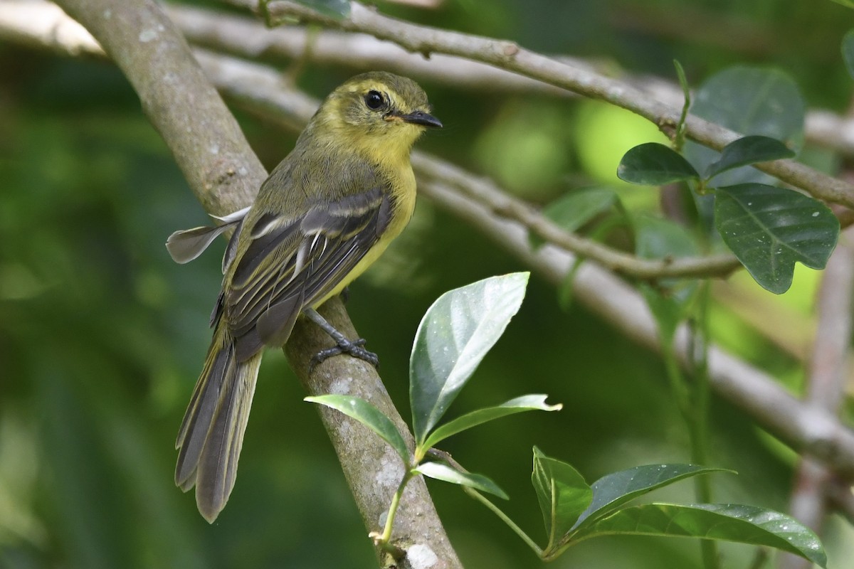 Yellow Tyrannulet - ML648986273