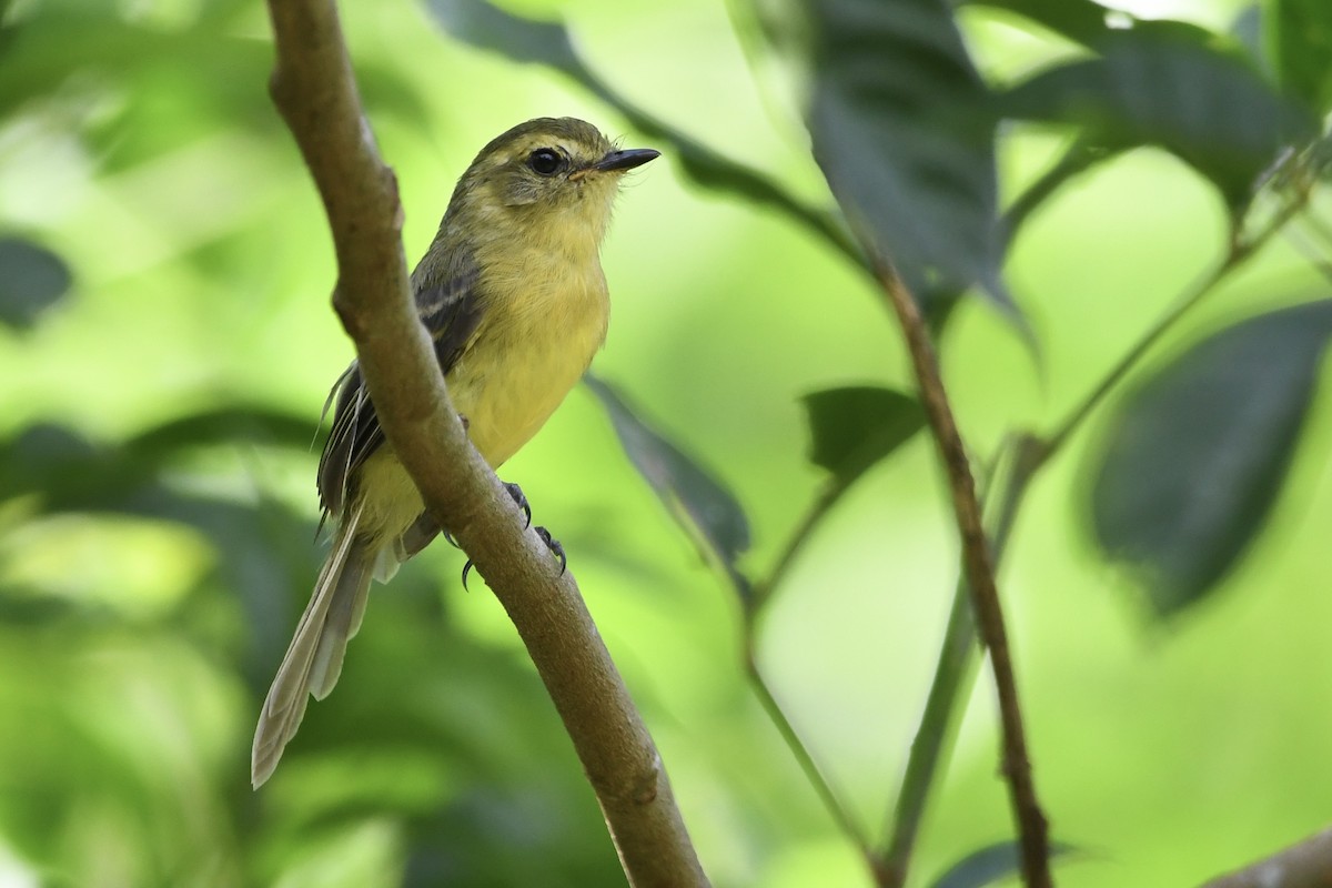 Yellow Tyrannulet - ML648986274