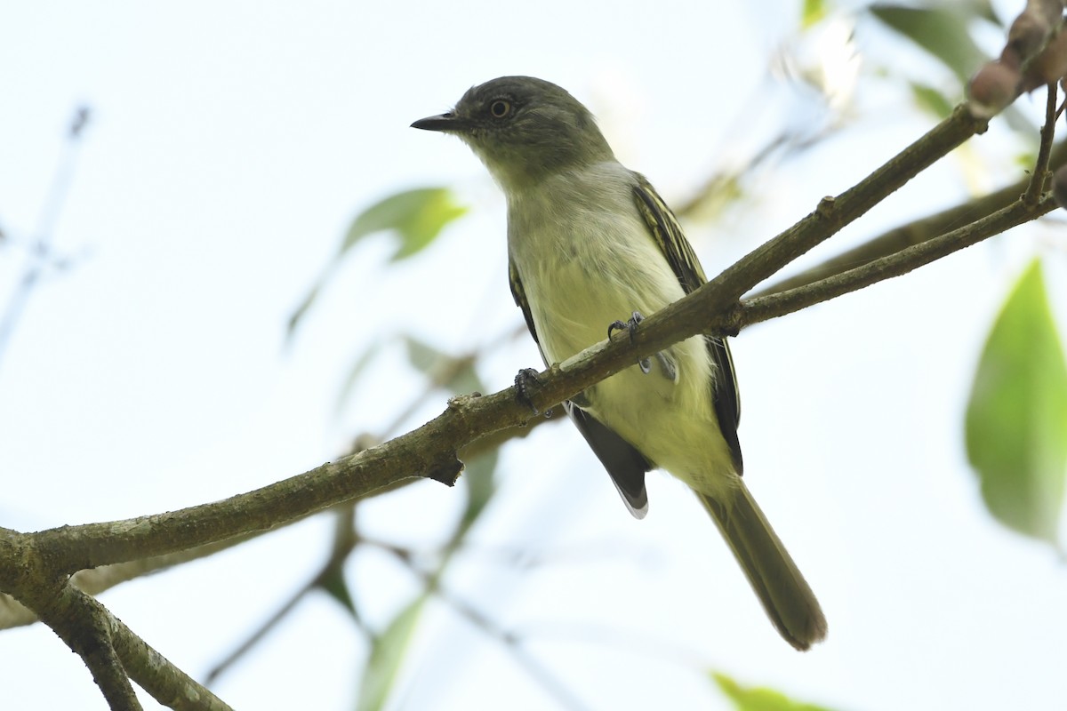 Gray-headed Elaenia - ML648986275