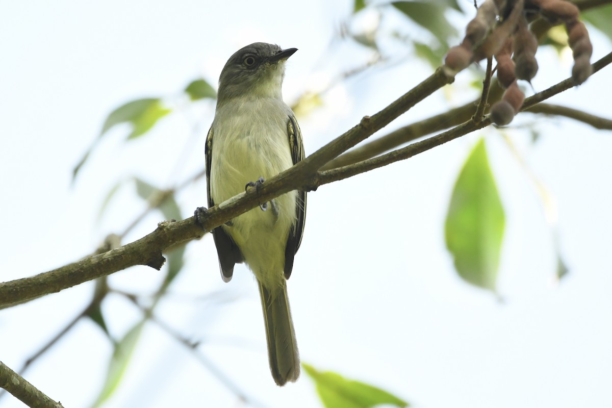 Gray-headed Elaenia - ML648986276