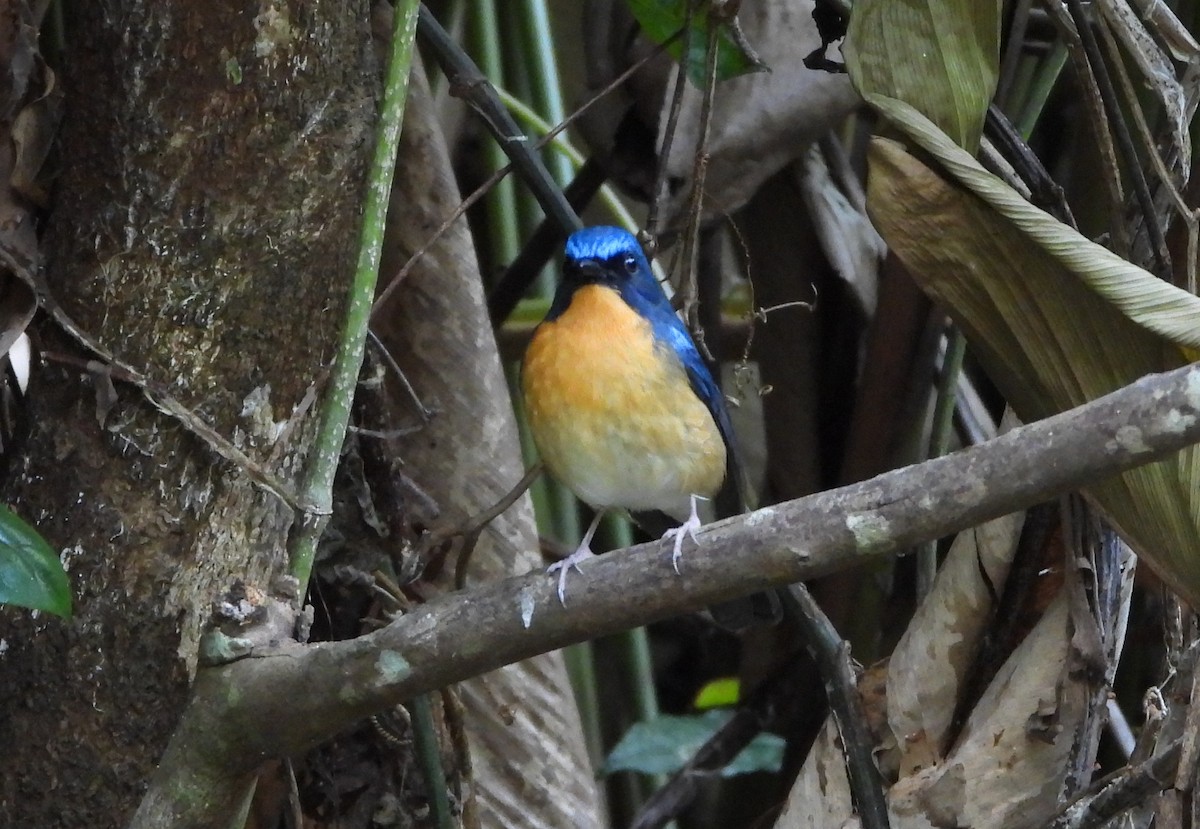 Hill Blue Flycatcher - ML648986277