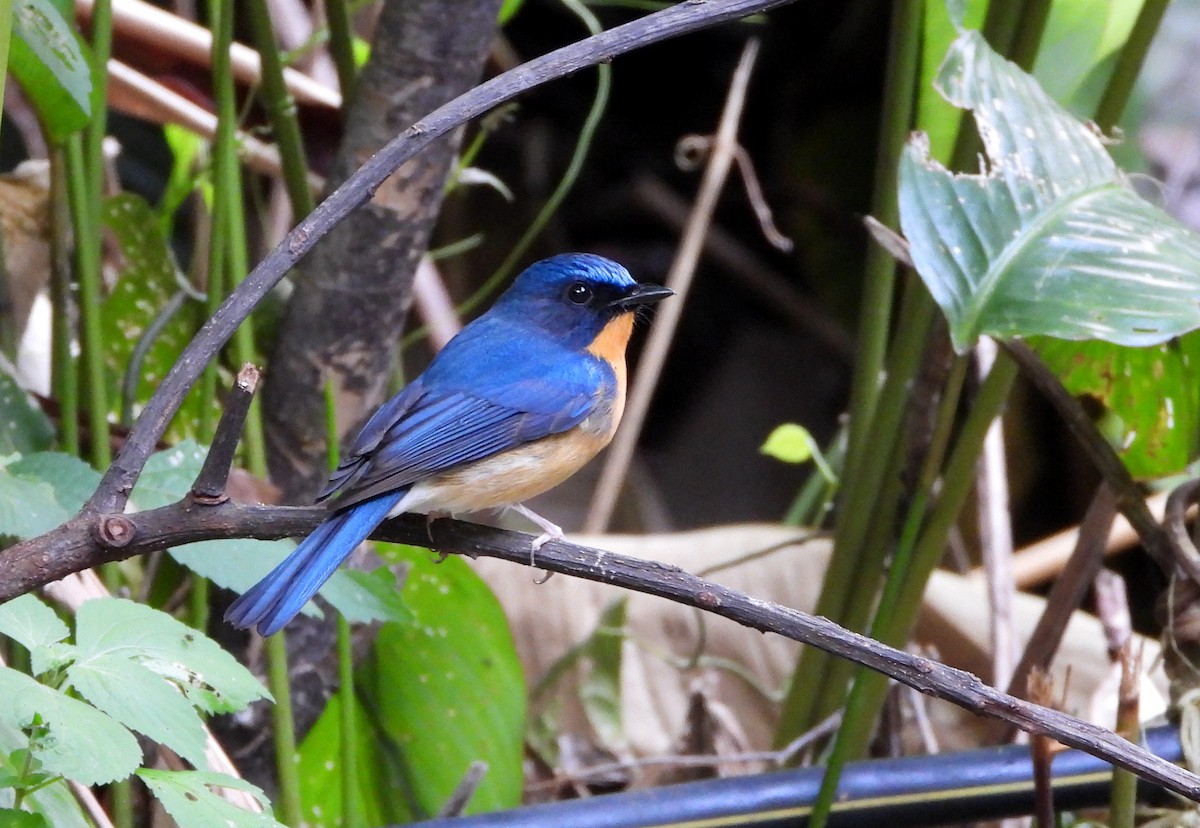 Hill Blue Flycatcher - ML648986278