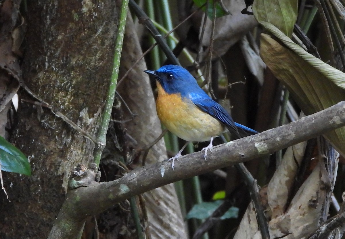 Hill Blue Flycatcher - ML648986279