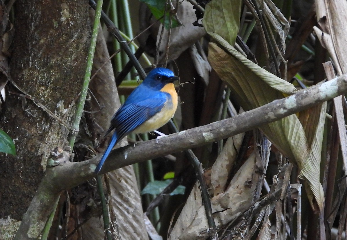 Hill Blue Flycatcher - ML648986280
