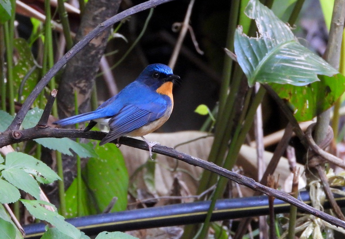 Hill Blue Flycatcher - ML648986282