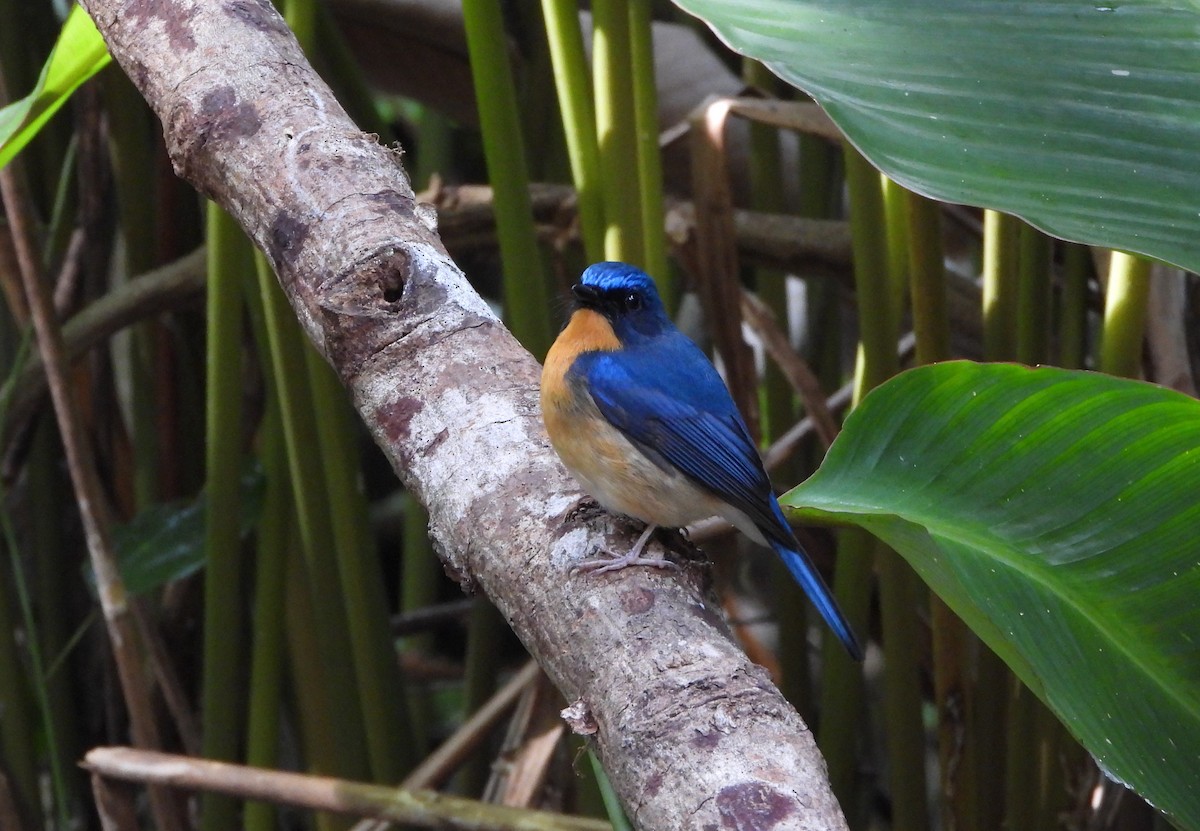 Hill Blue Flycatcher - ML648986283
