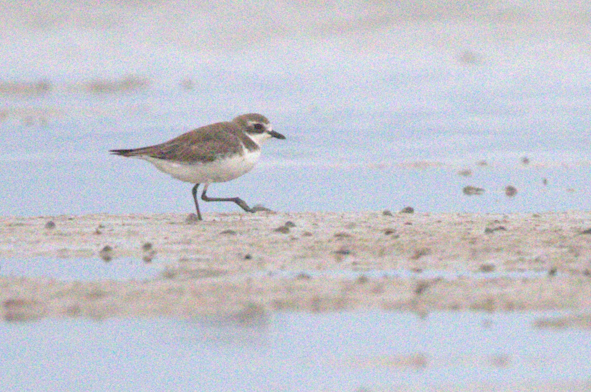 Siberian Sand-Plover - ML648986284