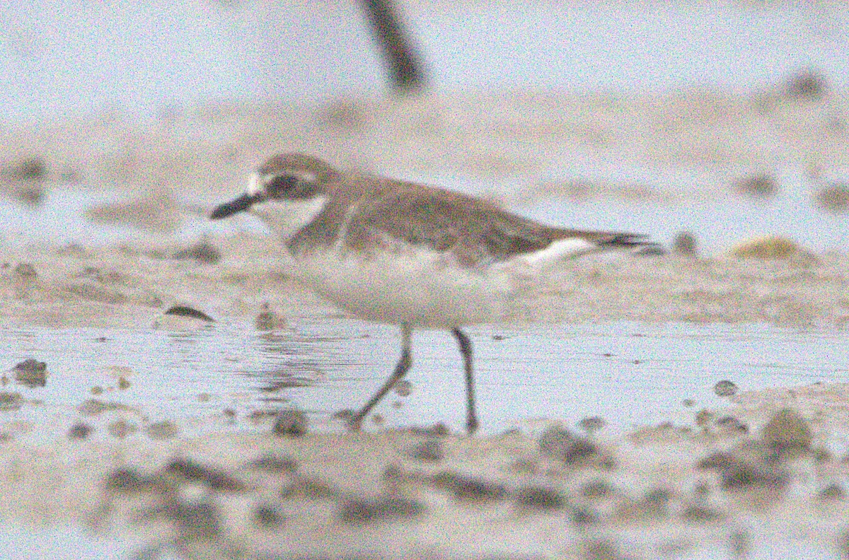 Siberian Sand-Plover - ML648986285