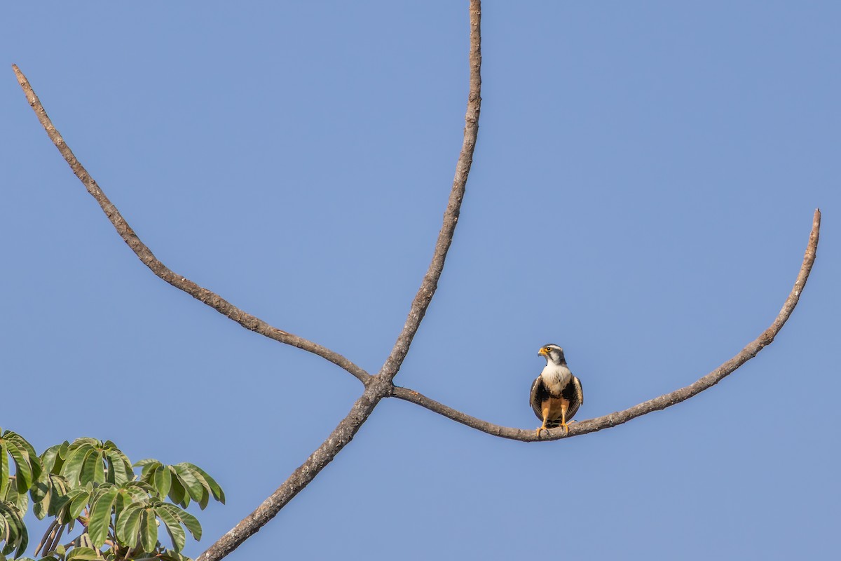 Aplomado Falcon - ML648986286