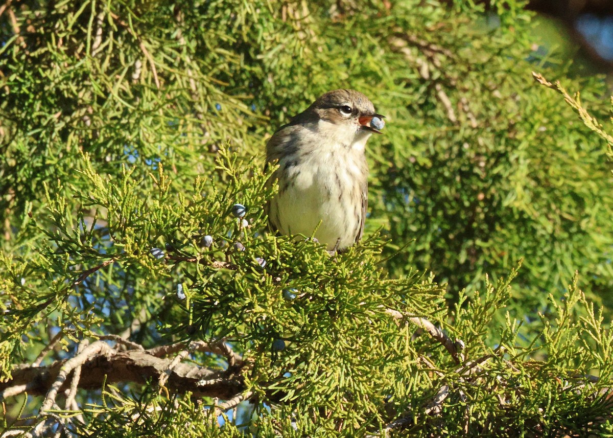Yellow-rumped Warbler - ML648986287