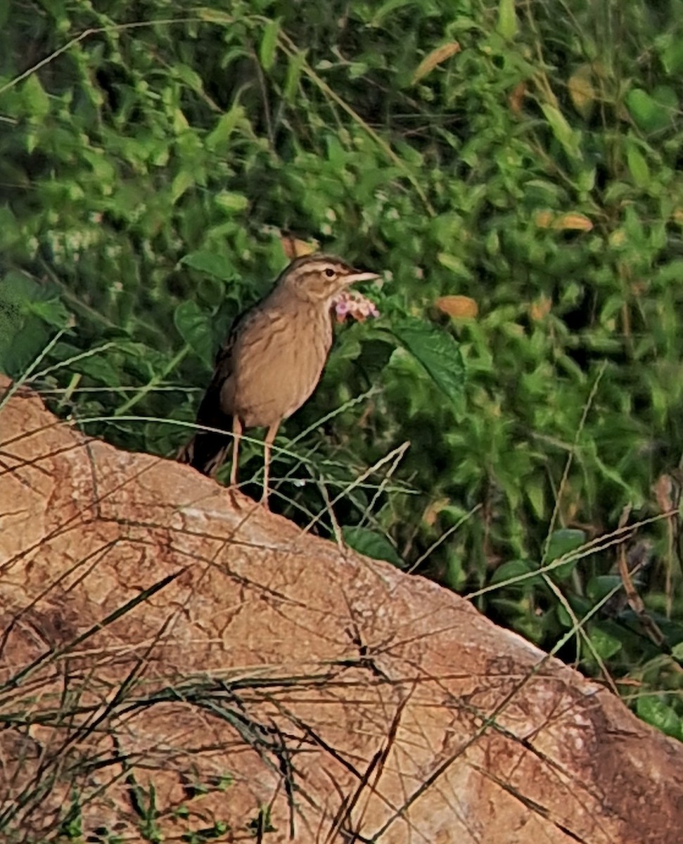 Long-billed Pipit - ML648986288