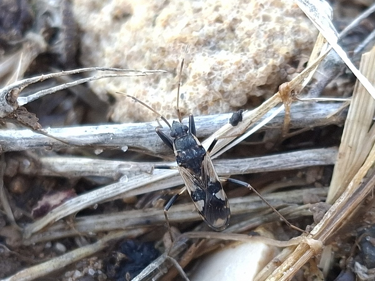 Animals - ML648986289