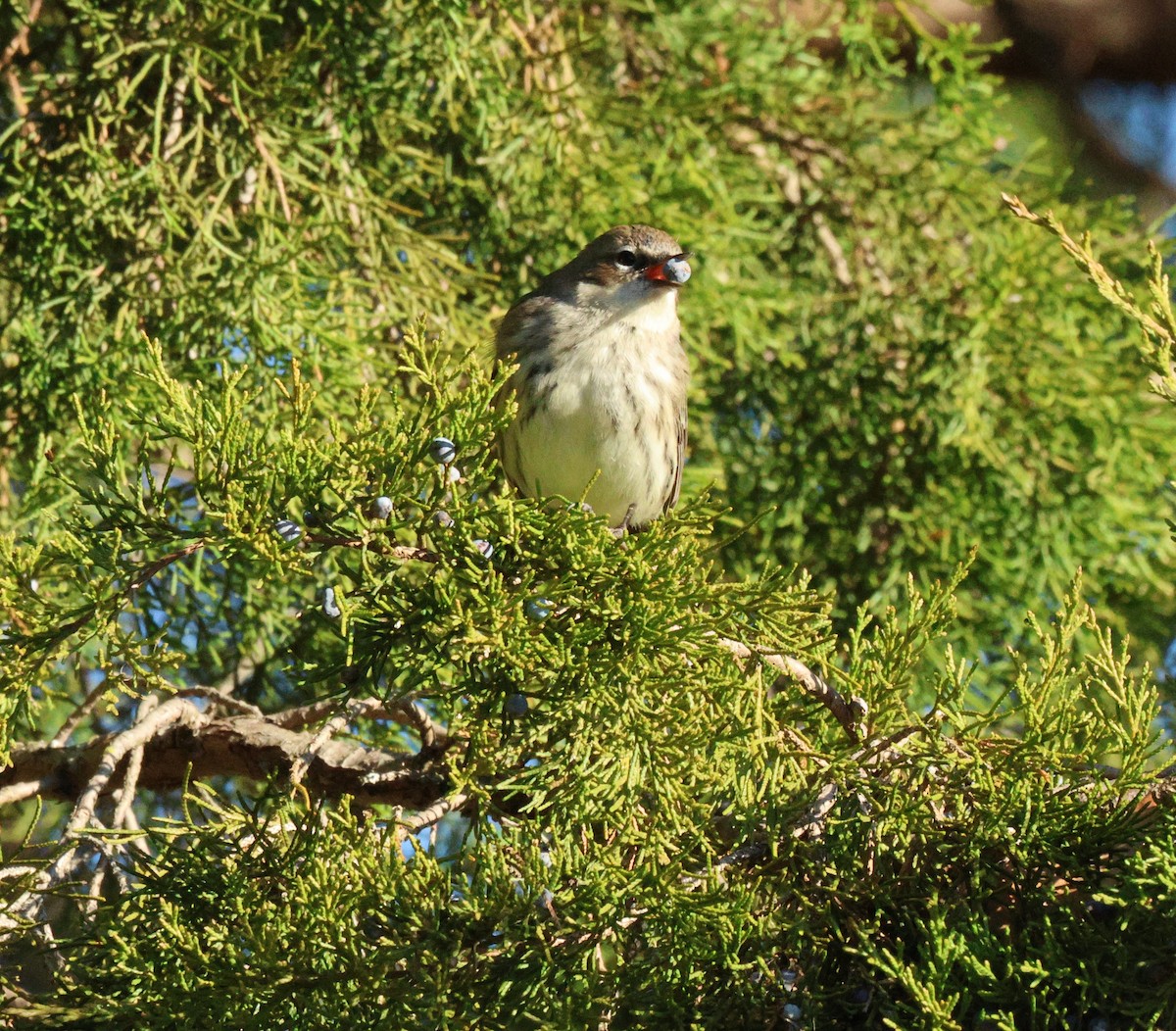 Yellow-rumped Warbler - ML648986290