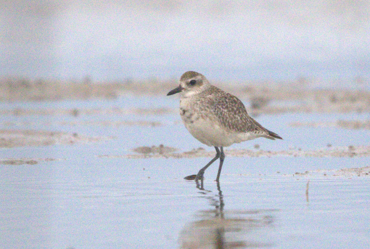 Black-bellied Plover - ML648986292