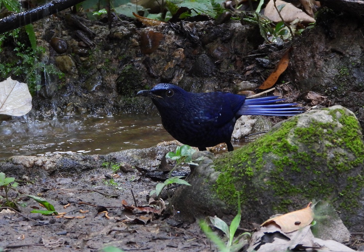 Blue Whistling-Thrush - ML648986293
