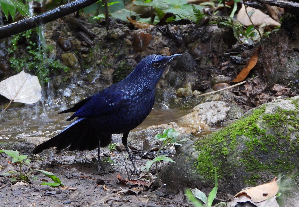 Blue Whistling-Thrush - ML648986294